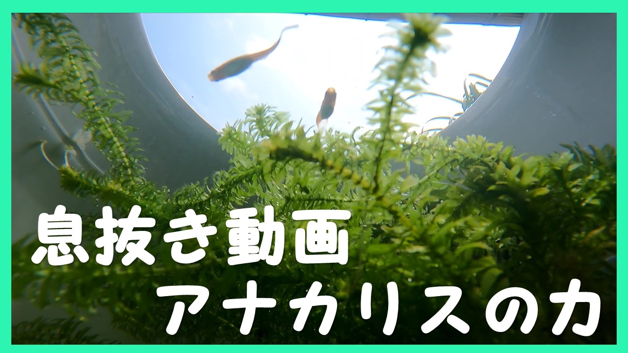 アナカリスの力 メダカあり 初歩的 Com